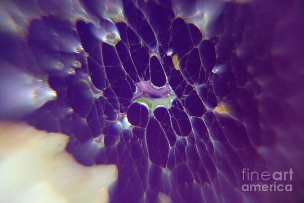 Purples Poster featuring the photograph Nature Abstract by Yumi Johnson