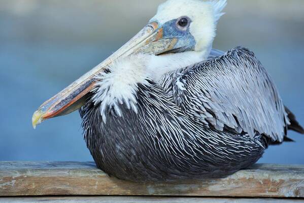 Pelican Poster featuring the photograph Nature-al Beauty by Jan Gelders