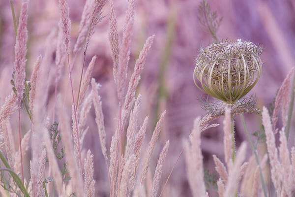 Pink Poster featuring the photograph Nature in Pink by Bonnie Bruno