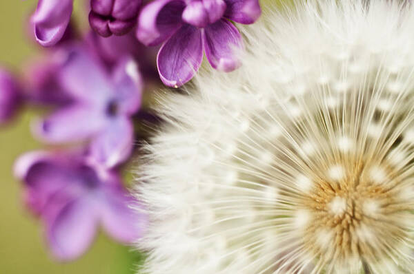 Dandelion Poster featuring the photograph Nature mix by Ivan Vukelic