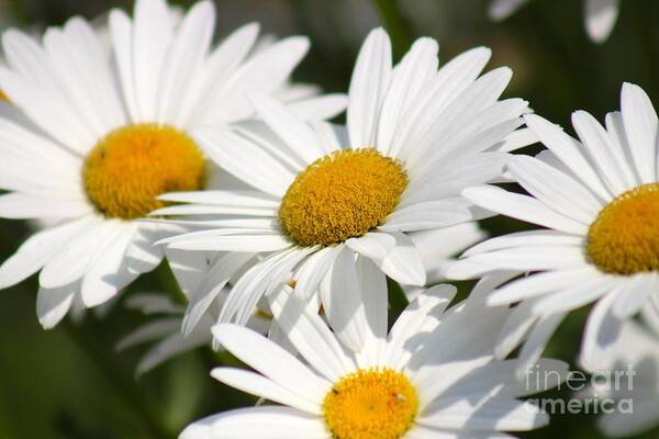 Yellow Poster featuring the photograph Nature's Beauty 60 by Deena Withycombe