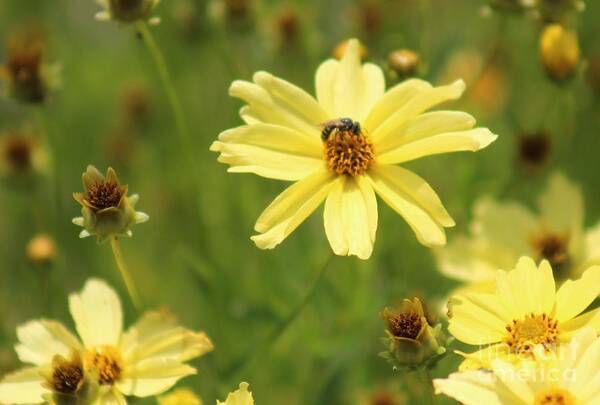 Yellow Poster featuring the photograph Nature's Beauty 62 by Deena Withycombe