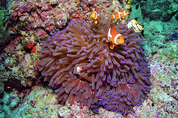 Anemonen Poster featuring the photograph Nemo's home by Joerg Lingnau