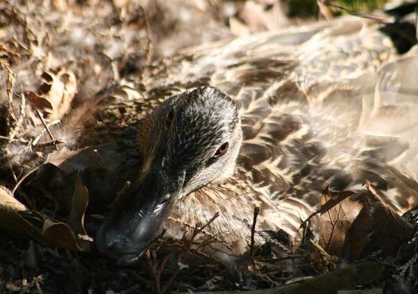 Duck Poster featuring the photograph Nesting Mallard by Christopher J Kirby