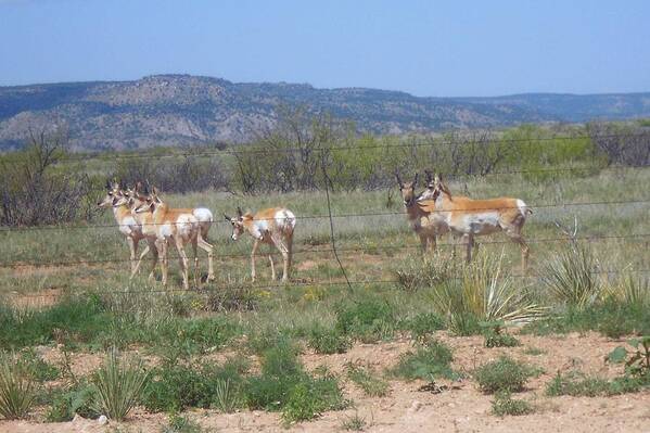 Antelope Poster featuring the photograph New Mexico Antelope 1 by Sheri Keith