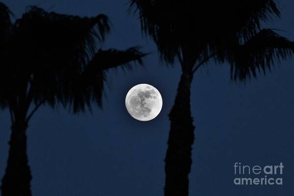 Rancho Santa Margarita Poster featuring the photograph New Years Eve Moon Rise by Donn Ingemie