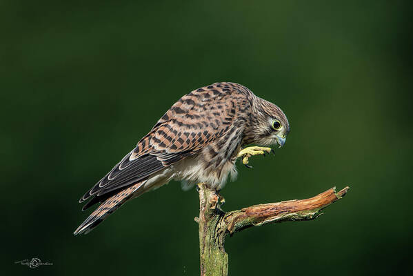 Kestrel Poster featuring the photograph Next step of the young european kestrel by Torbjorn Swenelius