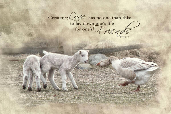 Lamb Poster featuring the photograph No Greater Love by Robin-Lee Vieira
