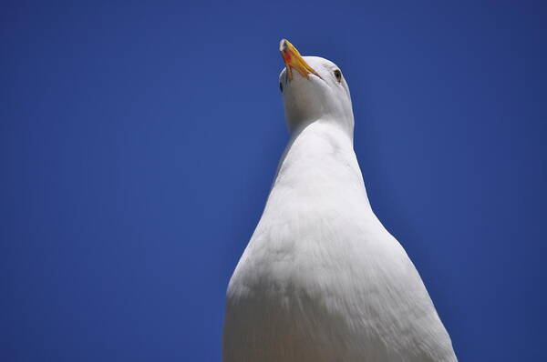 Seagull Poster featuring the photograph Noble by Bridgette Gomes