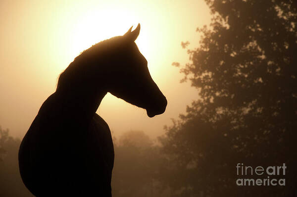 Horse Poster featuring the photograph Noble Profile by Sari ONeal