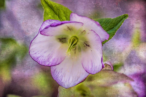 Oriental Hellebore Poster featuring the photograph Nodding Her Head by Cynthia Wolfe