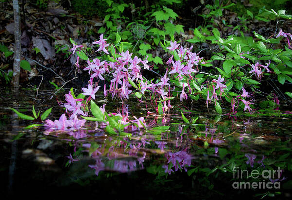  Poster featuring the photograph Norris Lake Floral 2 by Douglas Stucky