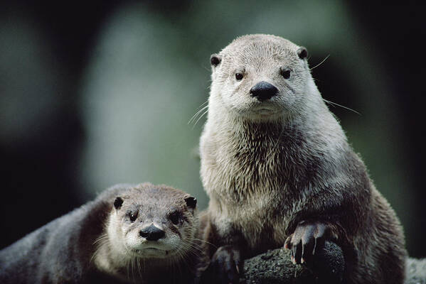 Mp Poster featuring the photograph North American River Otter Lontra by Gerry Ellis