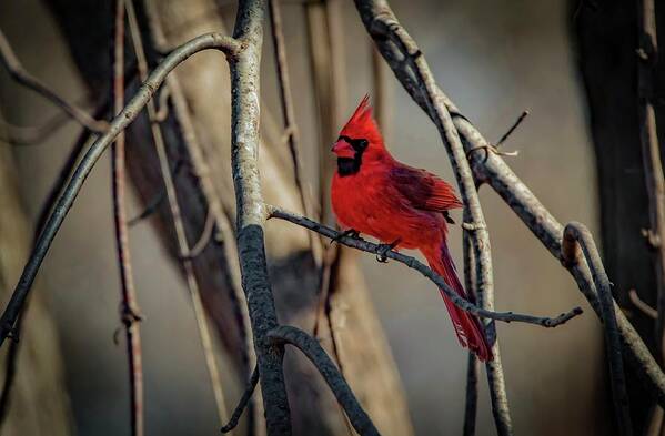Cardinal Poster featuring the photograph Northern Cardinal by Ray Congrove