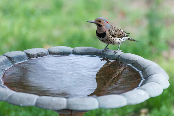 Terry Deluco Poster featuring the photograph Northern Flicker Reflection New Jersey by Terry DeLuco