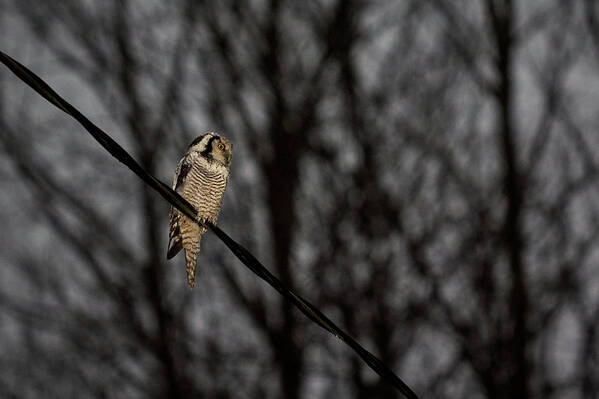 Lehtokukka Poster featuring the photograph Northern hawk-owl 22 by Jouko Lehto