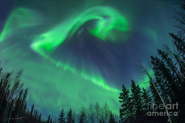 Aurora Borealis Poster featuring the photograph Northern Lights Shapeshifting by Joanne West