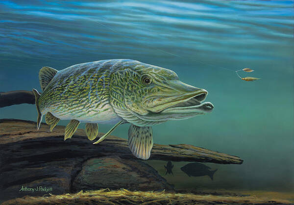 Northern Poster featuring the painting Northern Pike by Anthony J Padgett