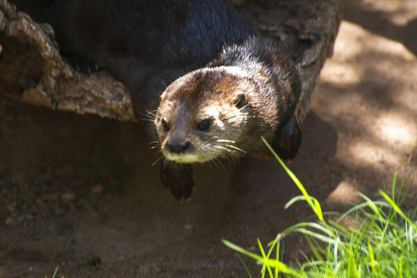 Otter Poster featuring the photograph Not the Guy From Animal House by Richard Henne