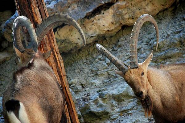 Ft. Worth Poster featuring the photograph Nubian Ibex Portrait by Kenny Glover