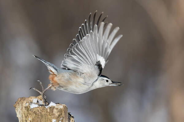 Nuthatch Poster featuring the photograph Nuthatch in Action by Mircea Costina Photography
