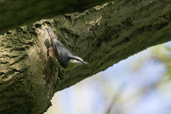 ©wendy Cooper Poster featuring the photograph Nuthatch by Wendy Cooper