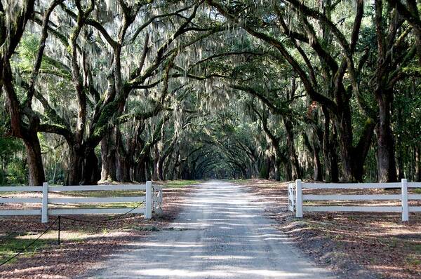 Savannah Poster featuring the photograph Oak Alley Wormsloe Plantation by Leslie Lovell