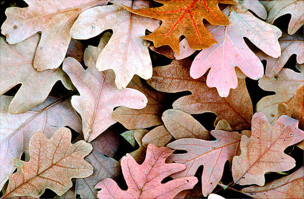 Oak Poster featuring the photograph Oak Leaves Photo by Peter J Sucy