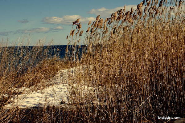 Ocean Poster featuring the photograph Ocean view through the grasses by Lois Lepisto