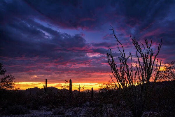 Monsoon Poster featuring the photograph Ocotillo Sunset by Saija Lehtonen