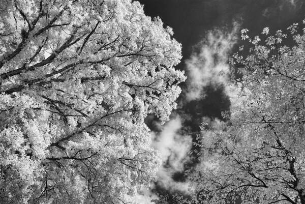 Infrared Poster featuring the photograph October Sky IR by Michael McGowan