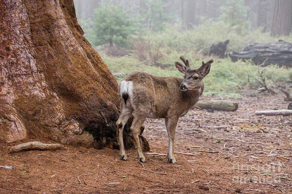 Sequoia National Park Poster featuring the photograph Oh Deer by Peggy Hughes