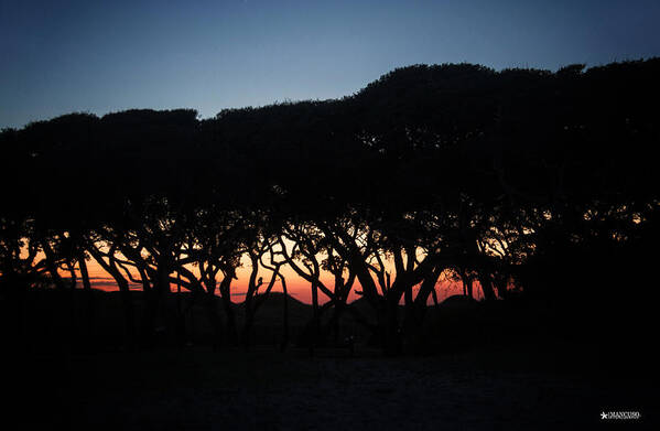 Fort Fisher Sunset Scene Poster featuring the digital art Oh Those Trees by Phil Mancuso