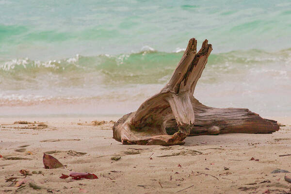 Beach Poster featuring the photograph OK Driftwood by Garry Loss