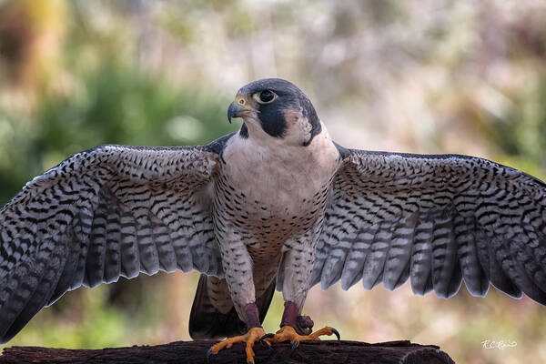Florida Poster featuring the photograph Okeeheelee Nature Center - Tundra the Peregrine Falcon - Wings Up by Ronald Reid