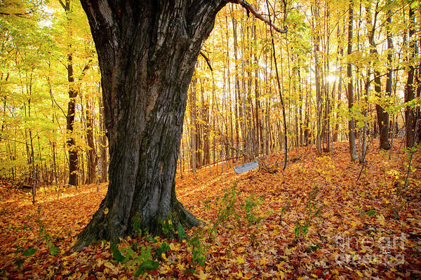 Maple Poster featuring the photograph Old Tree Swing by Alana Ranney