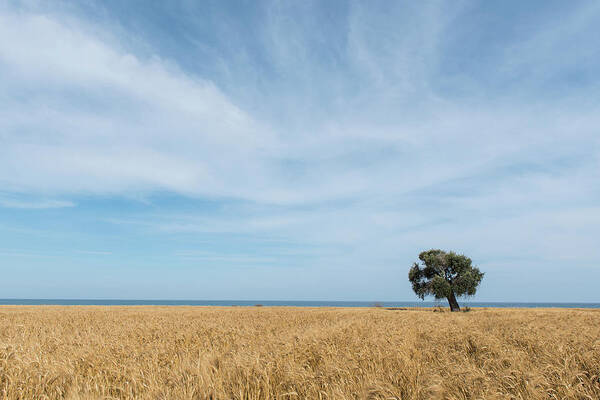 Olive Tree Poster featuring the photograph Olive tree on the wheat field by Michalakis Ppalis