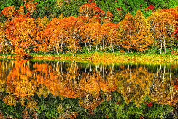 Fall Fall Foliage Poster featuring the photograph On Golden pond by Midori Chan