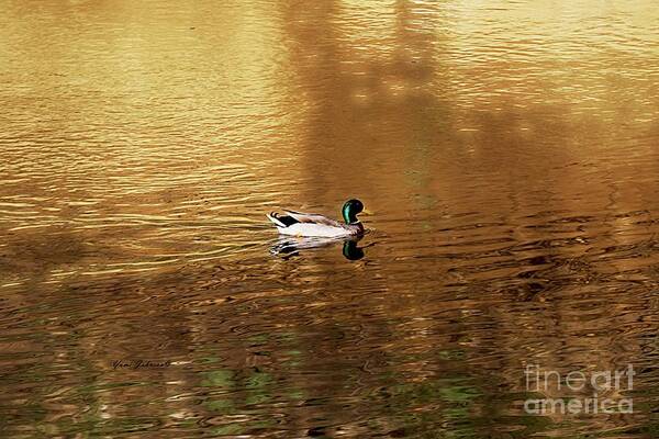 Mallard Duck Poster featuring the photograph On Golden Pond by Yumi Johnson