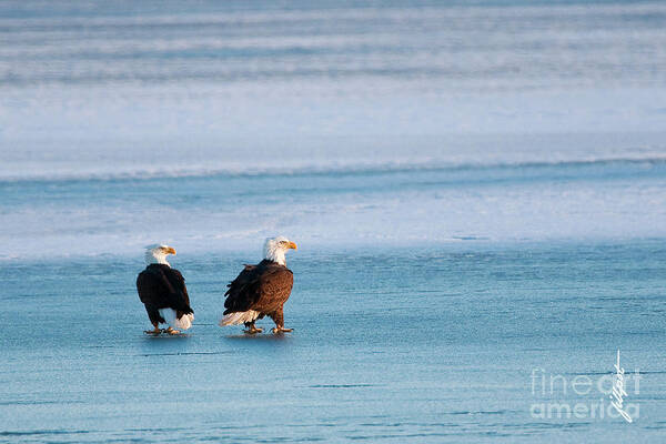 Bald Eagles On Blue Ice Poster featuring the photograph On Ice by Bon and Jim Fillpot