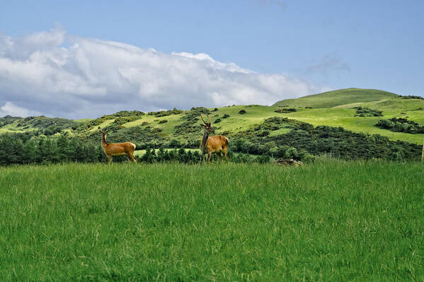 Beecraigs Poster featuring the photograph On the look-out. by Elena Perelman