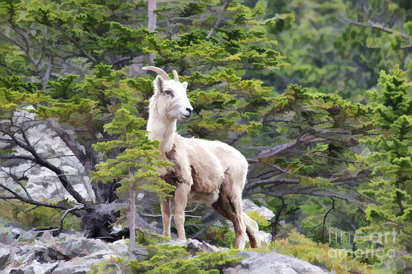 Animal Poster featuring the photograph On The Lookout by Teresa Zieba