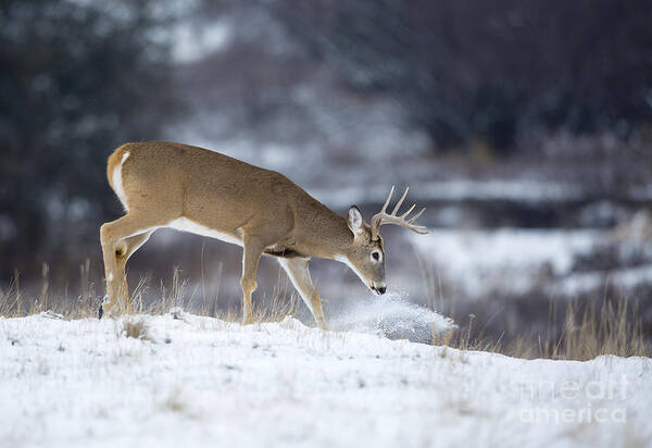 Deer Poster featuring the photograph On the Move by Douglas Kikendall