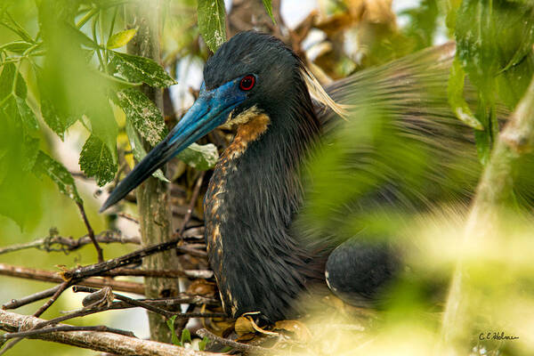 Tri-color Heron Poster featuring the photograph On The Nest by Christopher Holmes