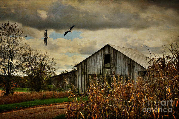 Barn Poster featuring the photograph On The Wings Of Change by Lois Bryan