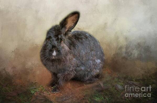 Rabbit Poster featuring the photograph One Eared Rabbit by Eva Lechner