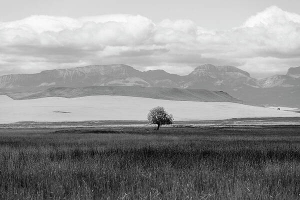 Montana Poster featuring the photograph One Lone Tree Montana Black and White by John McGraw
