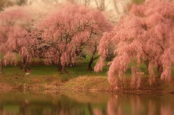 Cherry Blossom Trees Poster featuring the photograph One Spring Day - Holmdel Park by Angie Tirado