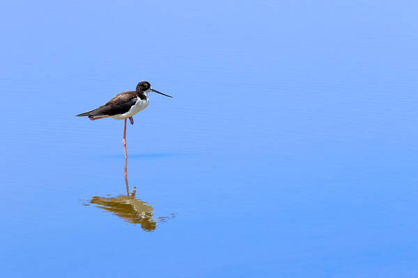 Bird Poster featuring the photograph One Standing Tall by Susan Rissi Tregoning