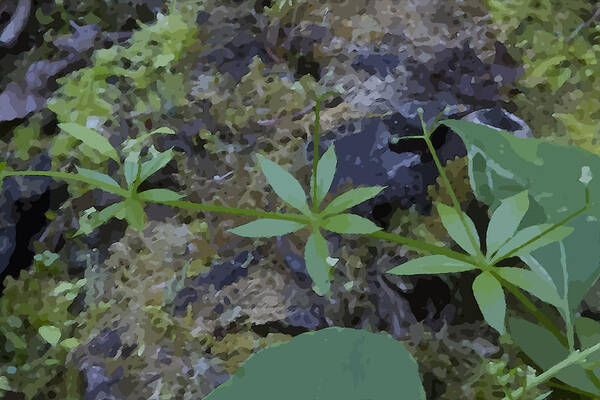 Leaf Poster featuring the photograph One, Two, Three by Sandra Foster